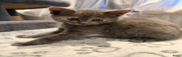 Mixed Breed cats for sale: Four Adorable Kittens Looking for Forever Homes - Advert 2