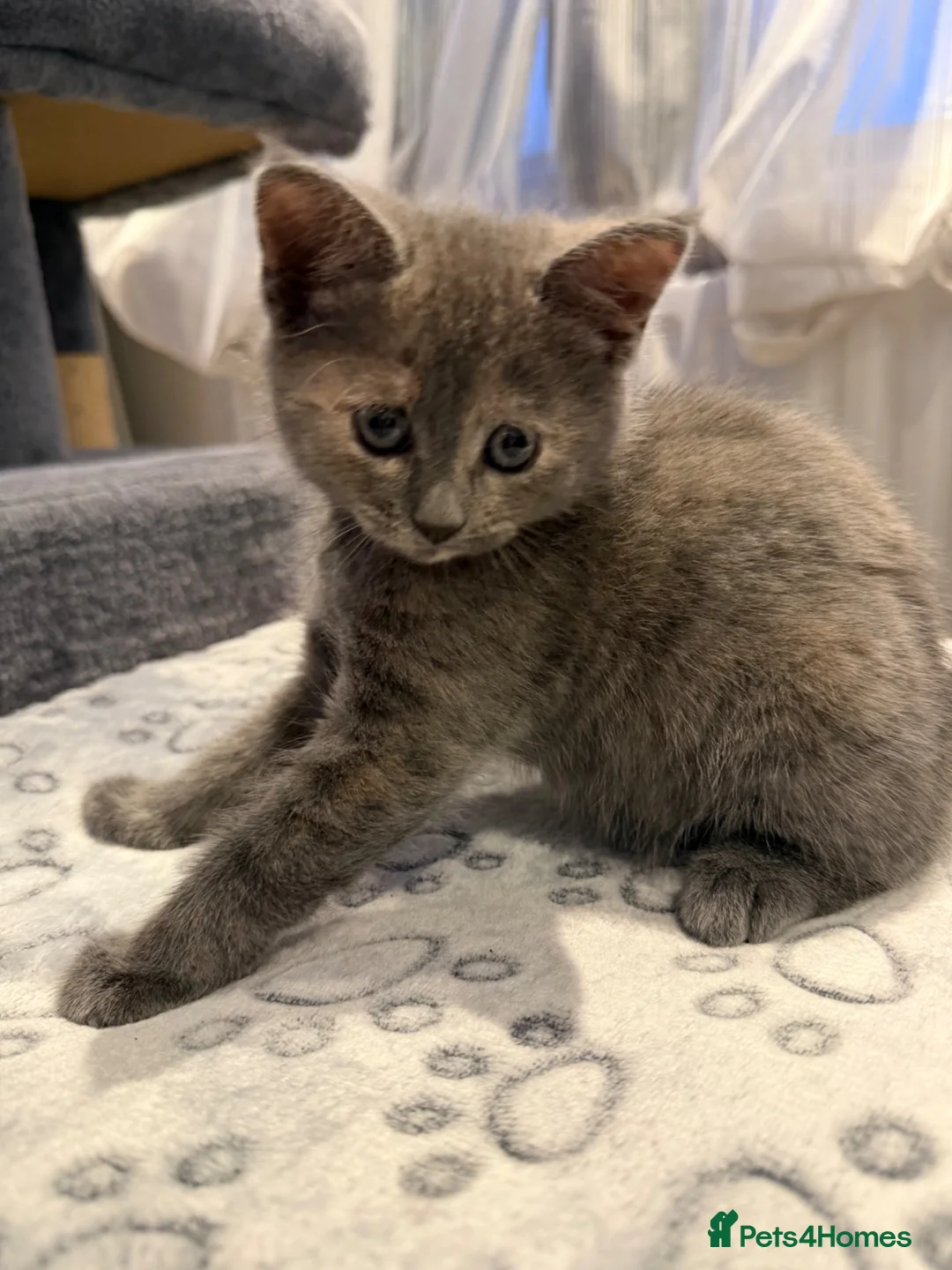 Mixed Breed cats for sale: Four Adorable Kittens Looking for Forever Homes - Advert 2
