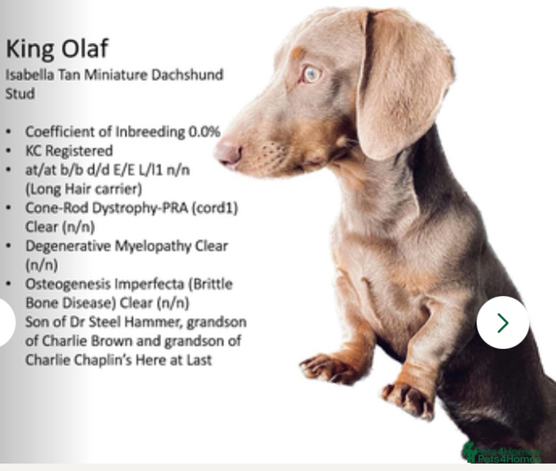 Dachshund dogs for sale: 🎅Beautiful miniature dachshunds🏡 - Advert 10