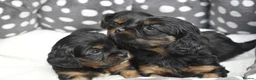 Cavapoo dogs for sale: Health Tested Cavapoo Puppies  - Advert 8