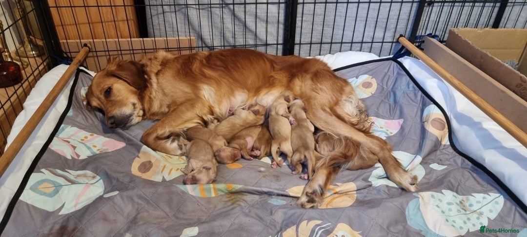 Golden Retriever dogs for sale: KC Registered - Golden Retriever Pups  - Image 11