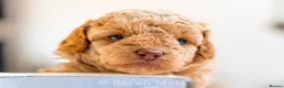 Toy Poodle dogs for sale: 🐶🐾Toy Poodle Puppies 🐾🐶 in Tunbridge Wells - Advert 6