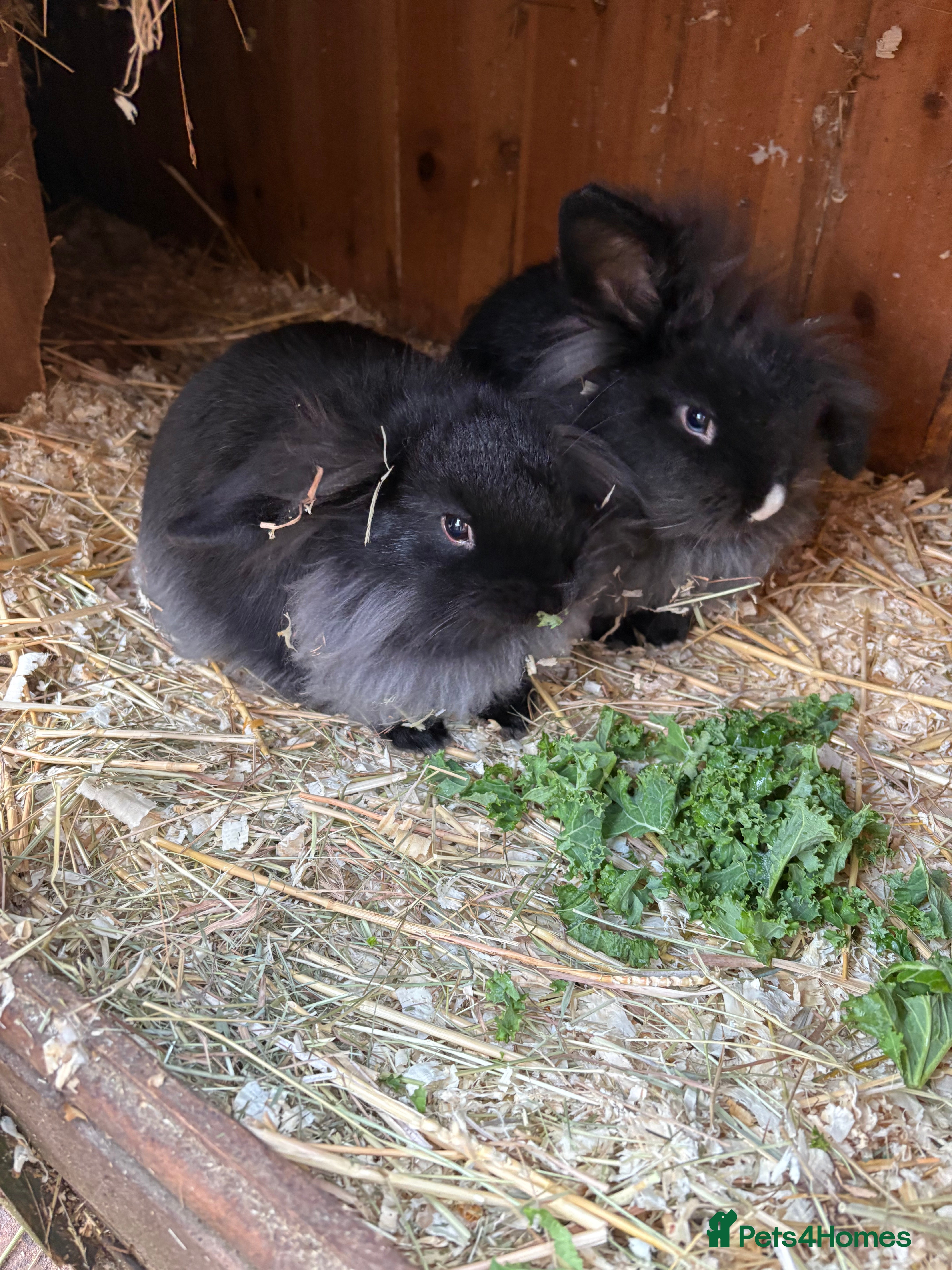 Mini Lop rabbits Mini lop baby rabbits for sale. - Advert 13