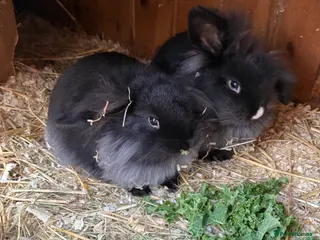 Mini Lop rabbits Mini lop baby rabbits for sale. - Advert 13