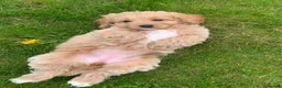 Cavachon dogs for sale: Outstanding Cavapoochon Puppies  - Advert 8