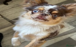 Chihuahua dogs for sale: 💖 Esquire litter of chihuahua puppies 💖 - Advert 3