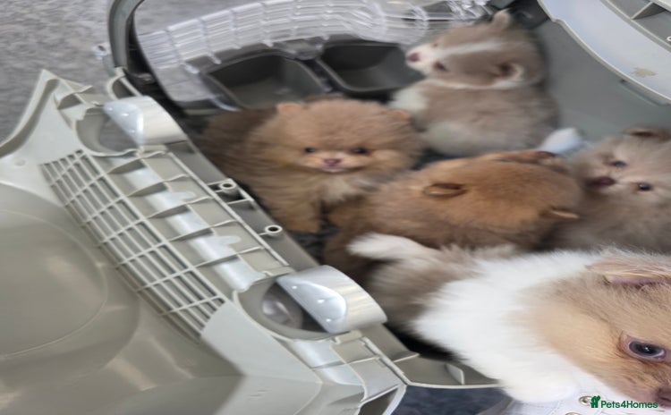 Pomeranian dogs - Advert 1