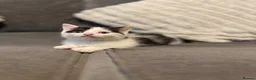Mixed Breed cats for sale: 6 kittens ready for amazing homes!! - Advert 27