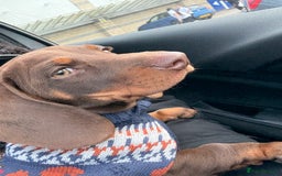 Dachshund dogs for sale: Chocolate tan male dachshund puppy - Image 6