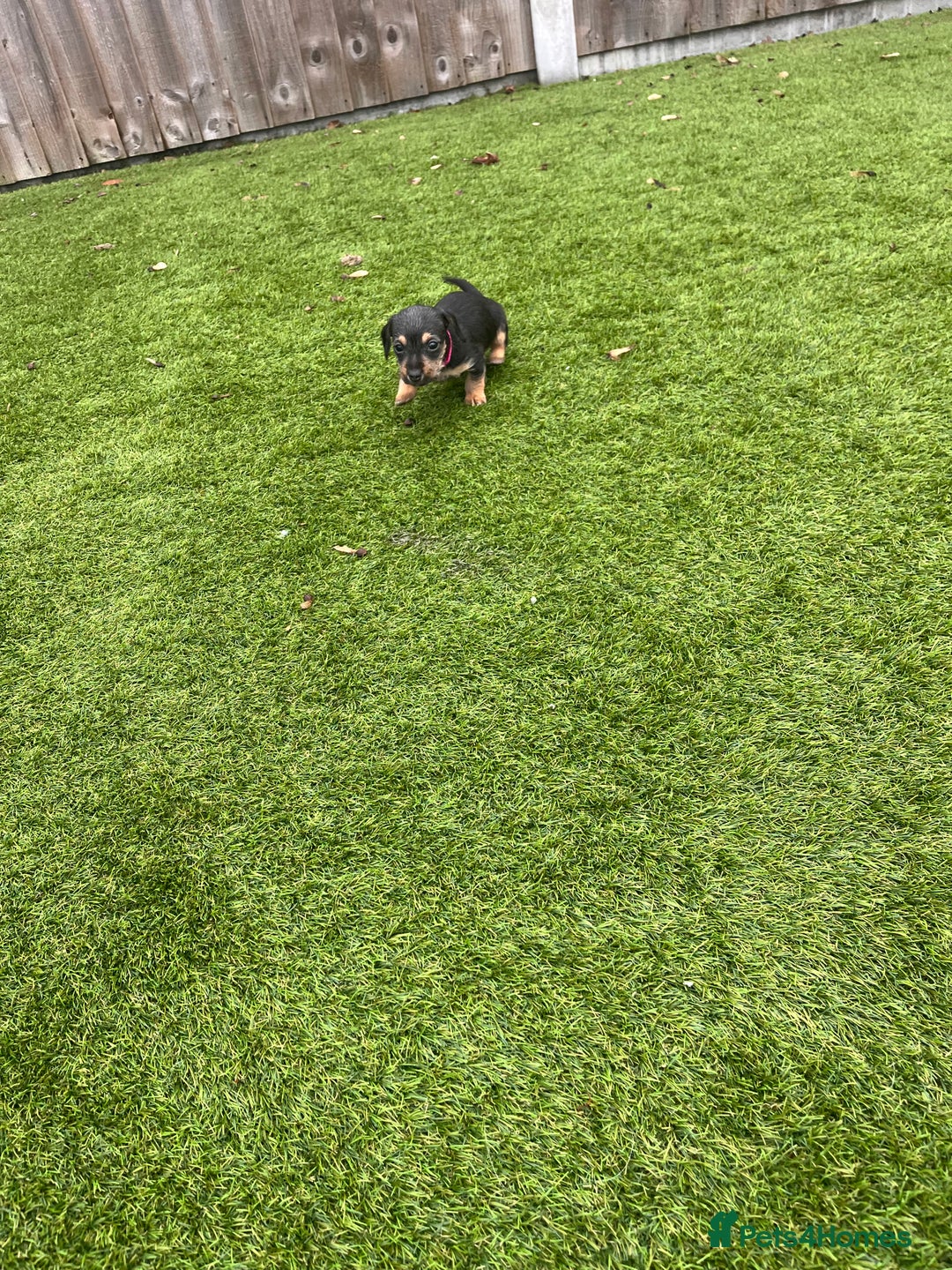 Mixed Breed dogs for sale: 5 beautiful jackshund puppies for sale - Advert 19