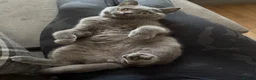 British Shorthair cats for sale: Active Queen GCCF British Shorthair - Advert 4