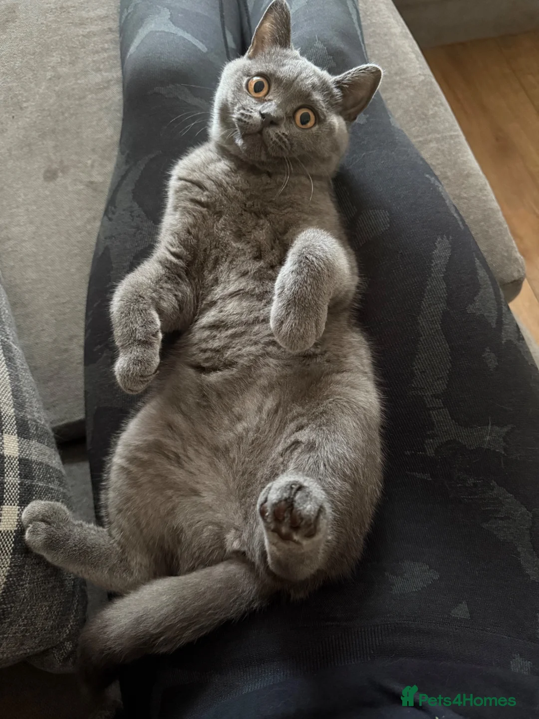 British Shorthair cats for sale: Active Queen GCCF British Shorthair - Advert 4