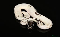 Python Snake reptiles for sale: Royal pythons/ball pythons  - Image 9