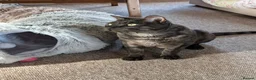 Bengal cats for sale: Bengal needs knowledgeable secure home - Advert 3