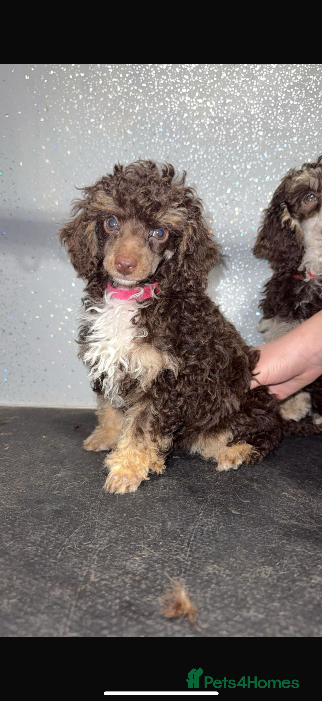 Toy Poodle dogs Chocolate phantom rare colour toy poodles KC REG - Advert 13