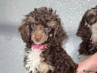 Toy Poodle dogs Chocolate phantom rare colour toy poodles KC REG - Advert 13
