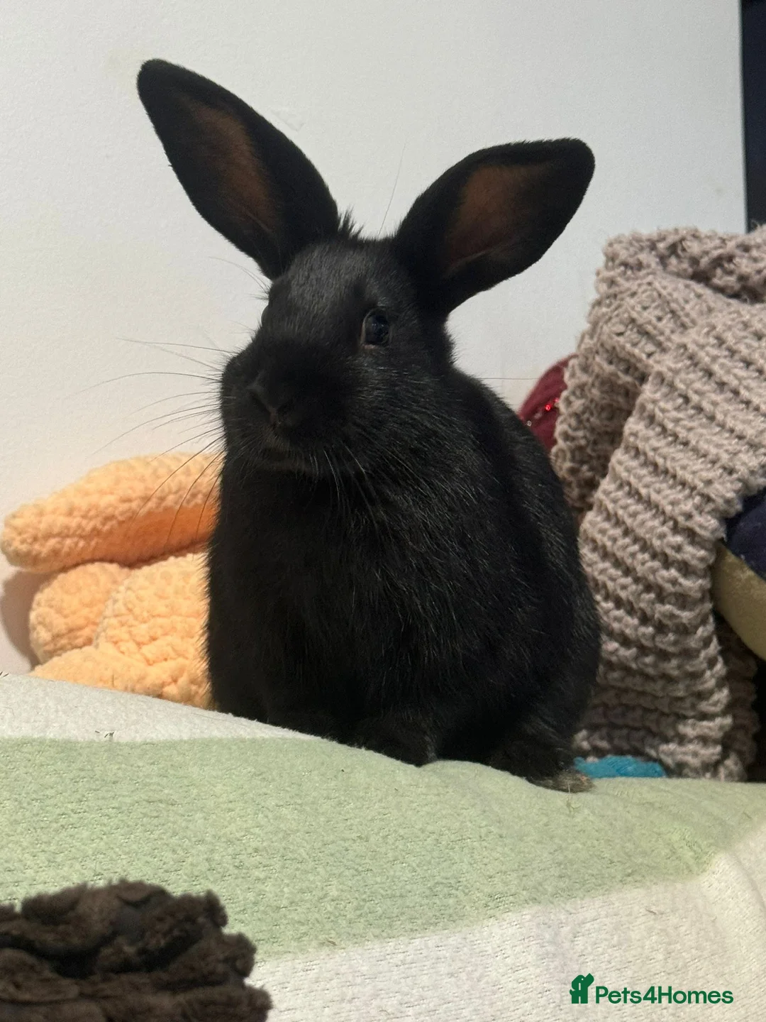 Mini Lop rabbits for sale: Vaccinated/raised indoors, mini lops and lion lop  - Advert 14