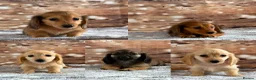 Miniature Dachshund dogs for sale: Beautiful babies ready now !  - Advert 2