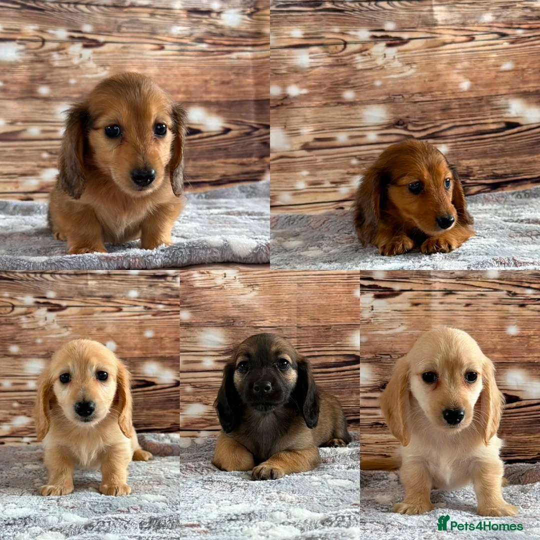 Miniature Dachshund dogs for sale: Beautiful babies ready now !  - Advert 2