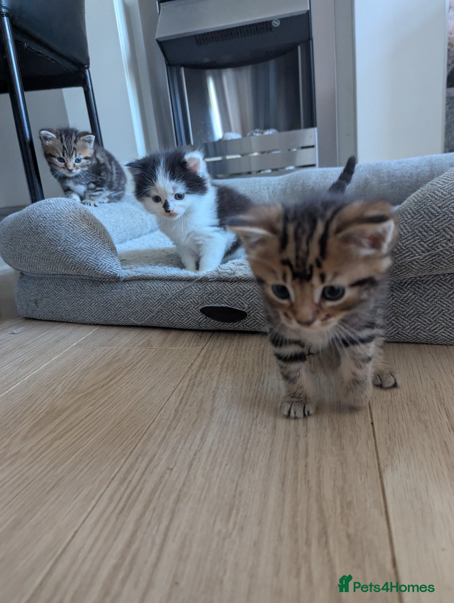 Persian Kitten 2