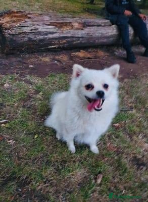 Pomeranian dogs Playful Pomeranian girl - Advert 1