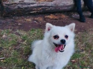 Pomeranian dogs Playful Pomeranian girl - Advert 6