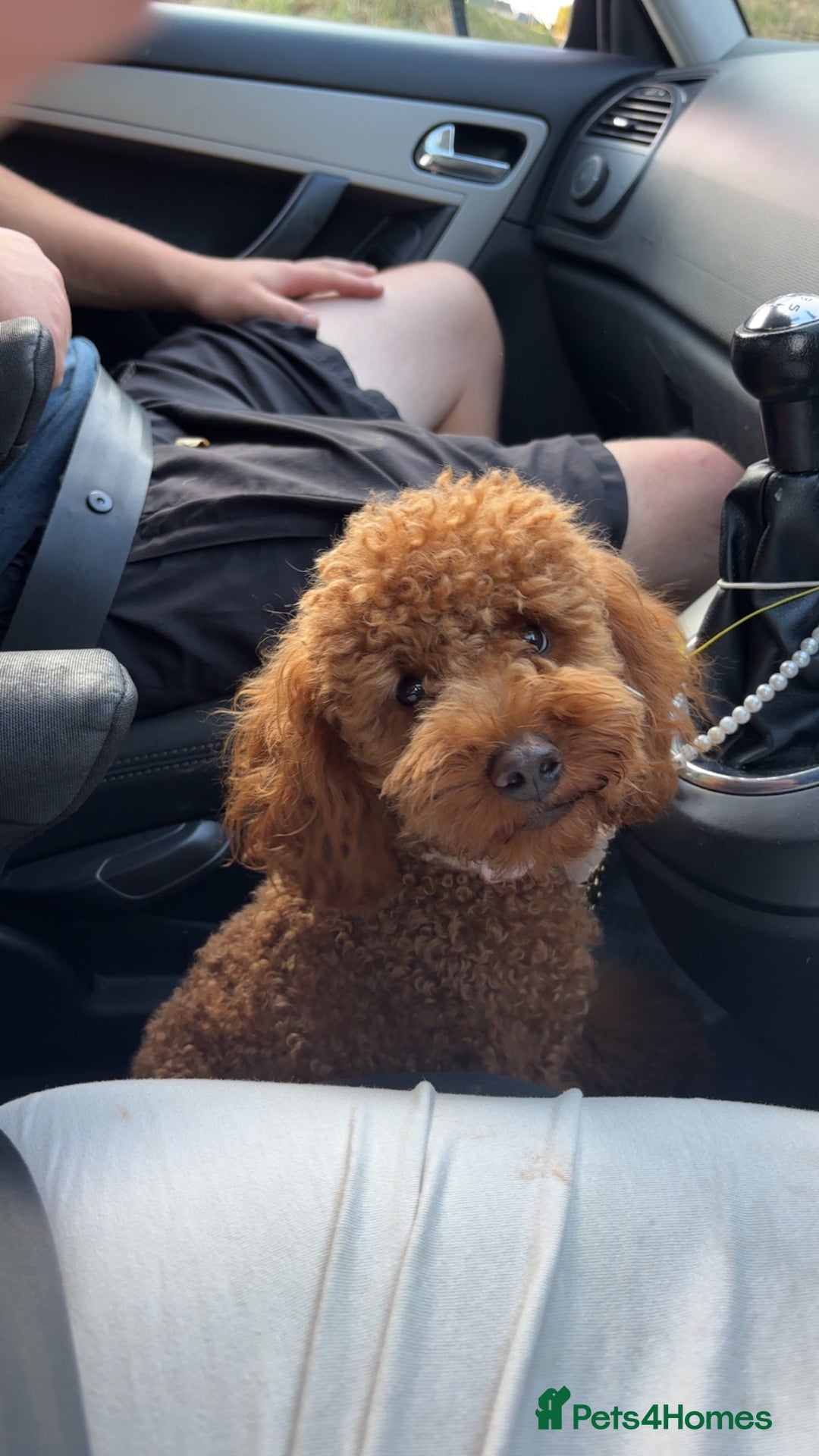 Cockapoo dogs for sale: ⭐️Cockapoo stunning red ⭐️ - Advert 4