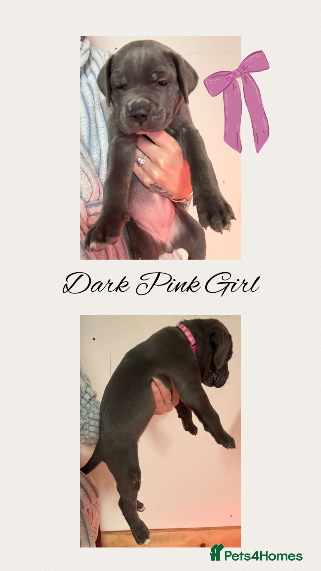 Cane Corso dogs for sale: 💎STUNNING Cane corso puppies 💎 - Image 12