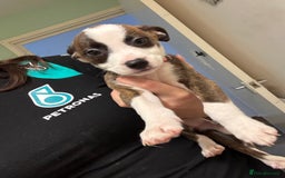 American Bulldog dogs for sale: American bulldog (READY TO GO) - Image 9