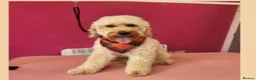 Cockapoo dogs for sale: Little girl looking for new postcode - Advert 2