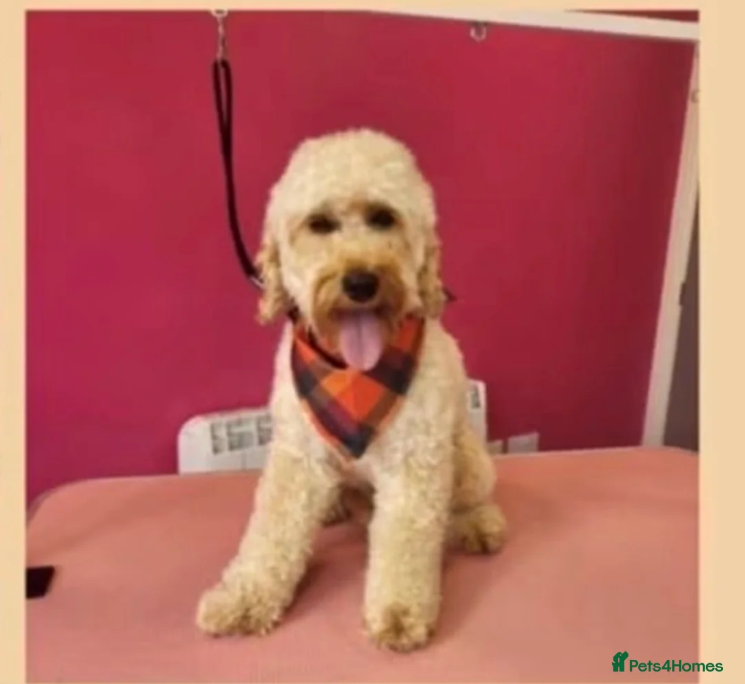 Cockapoo dogs for sale: Little girl looking for new postcode - Advert 2