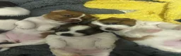 Jack Chi dogs for sale: Adorable Jack Russell X - Advert 2