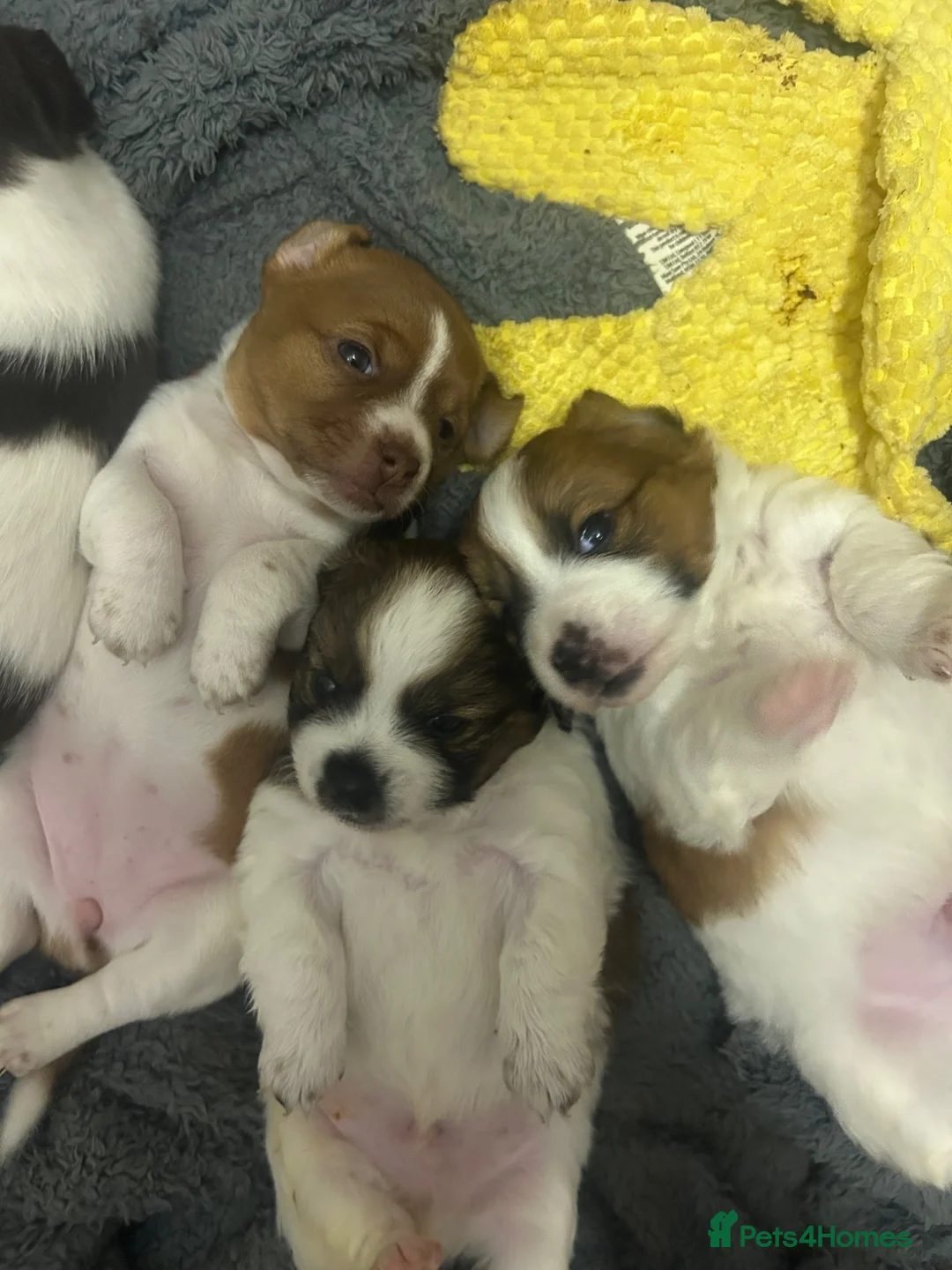 Jack Chi dogs for sale: Adorable Jack Russell X - Advert 2
