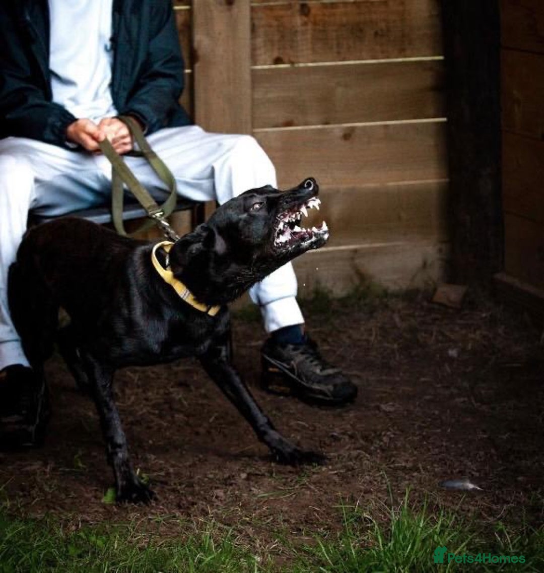 Belgian Shepherd Dog dogs for sale: Herder Bones 🦴 - Advert 26