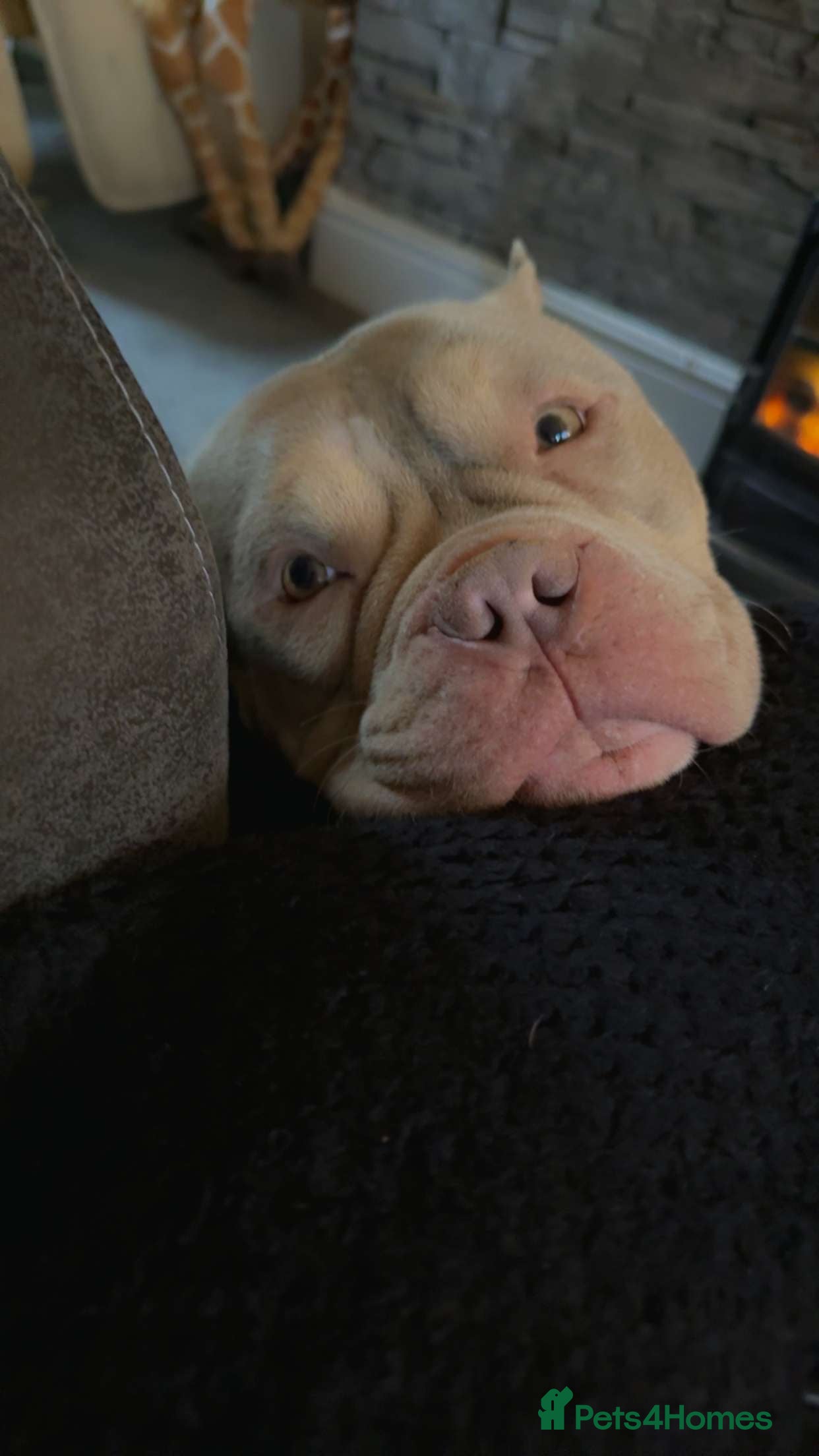 Mixed Breed dogs Male American bulldog pocket  - Advert 11