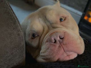 Mixed Breed dogs Male American bulldog pocket - Advert 6