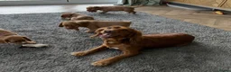 Cocker Spaniel dogs for sale: Adorable Cocker Spaniel Puppies available in Borehamwood - Advert 6