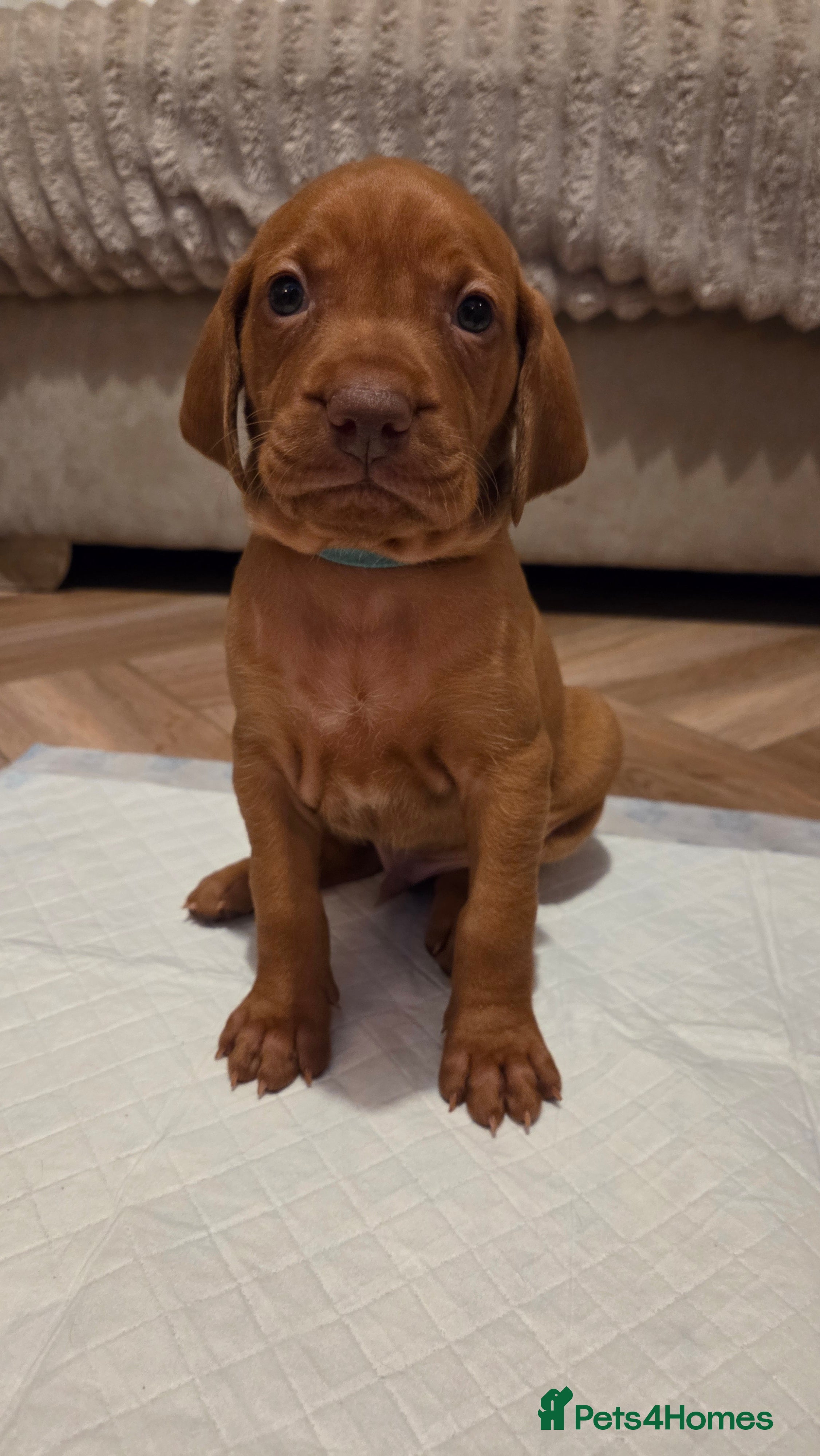 Hungarian Vizsla dogs 🧡 Hungarian Vizslas. Exceptional pedigrees 🧡 - Advert 13