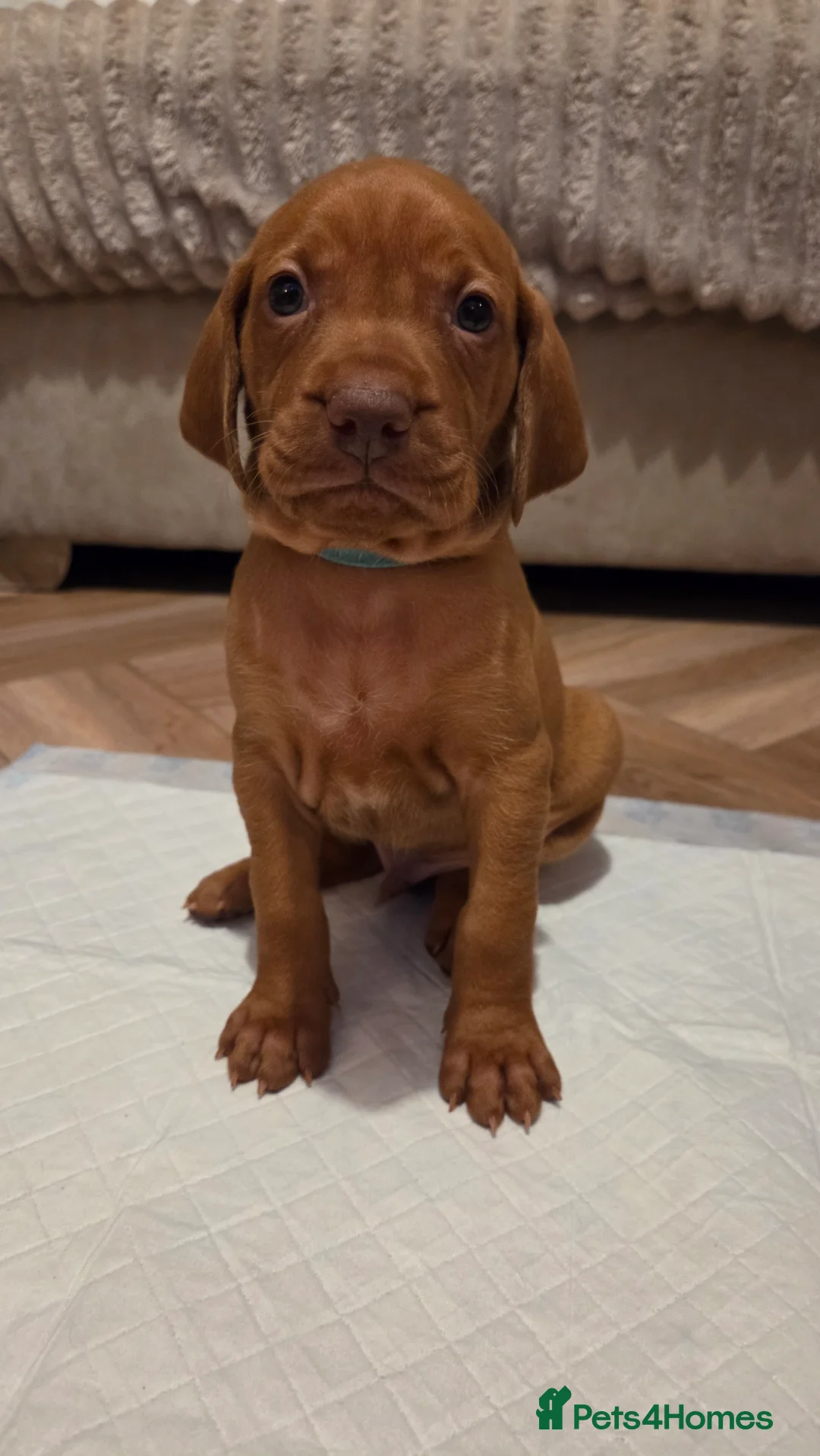 Hungarian Vizsla dogs for sale: 🧡 Hungarian Vizslas. Exceptional pedigrees 🧡 - Advert 4