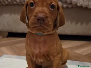 Hungarian Vizsla dogs 🧡 Hungarian Vizslas. Exceptional pedigrees 🧡 - Advert 13