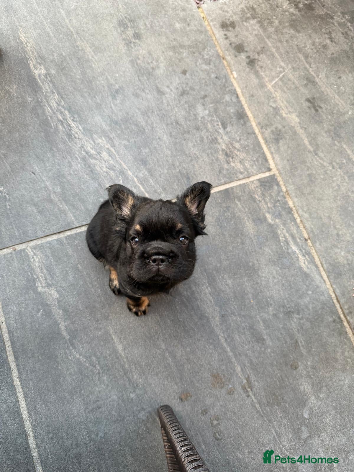 French Bulldog dogs ⭐️ REDUCED ⭐️ Stunning French Bulldog Puppies - Advert 6