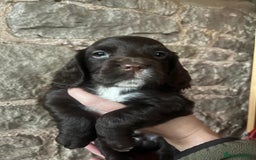 Cocker Spaniel dogs for sale: Working Cocker Spaniels  - Image 8