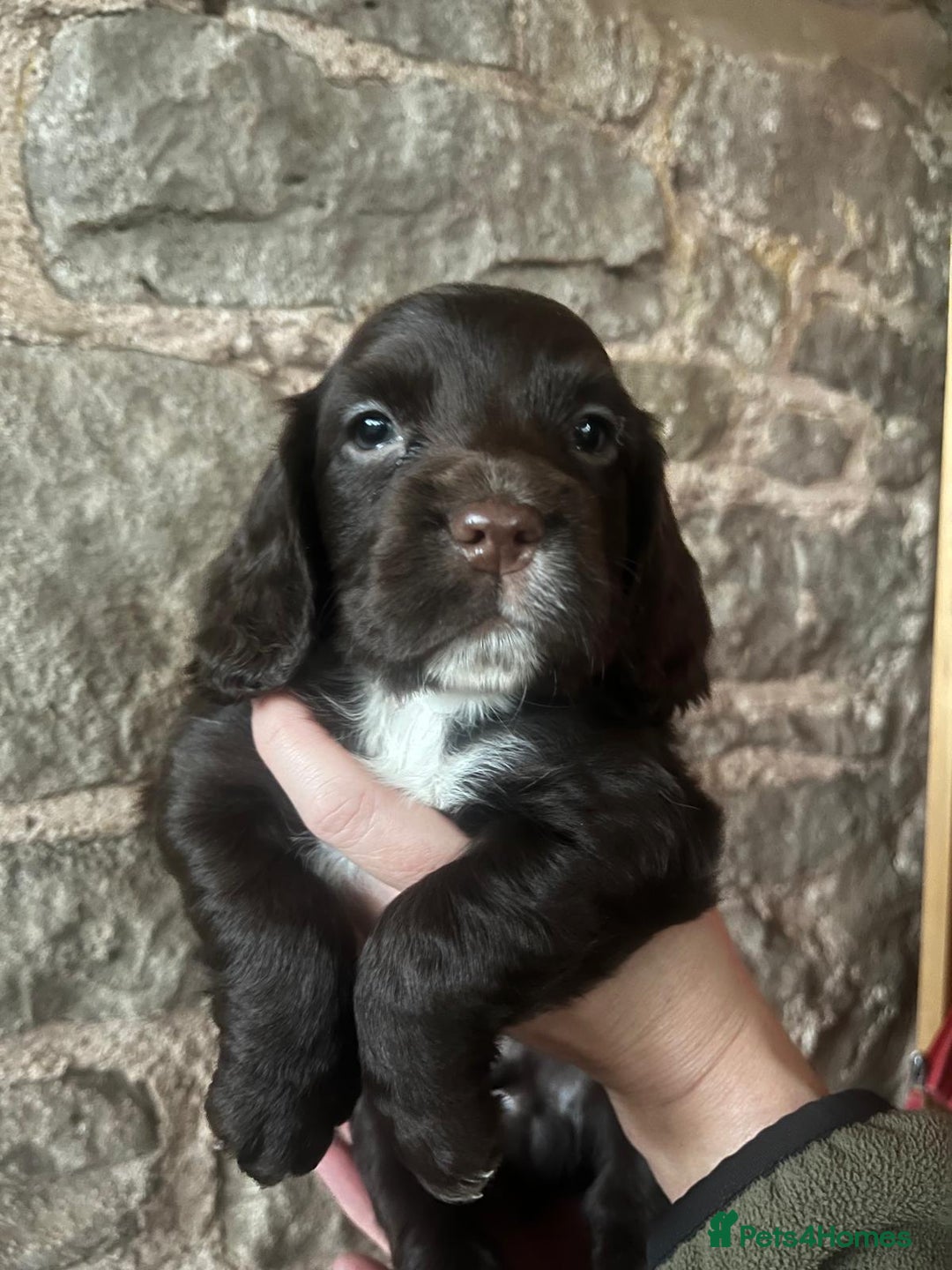 Cocker Spaniel dogs for sale: Working Cocker Spaniels  - Image 8