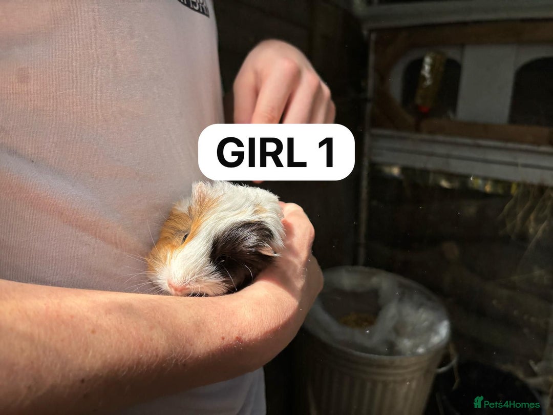 Guinea Pig rodents for sale: Take, Friendly, Beautiful Baby Guineas Ready Now - Image 9