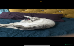 Scottish Fold cats for sale: Scottish fold beautiful kittens - Image 5