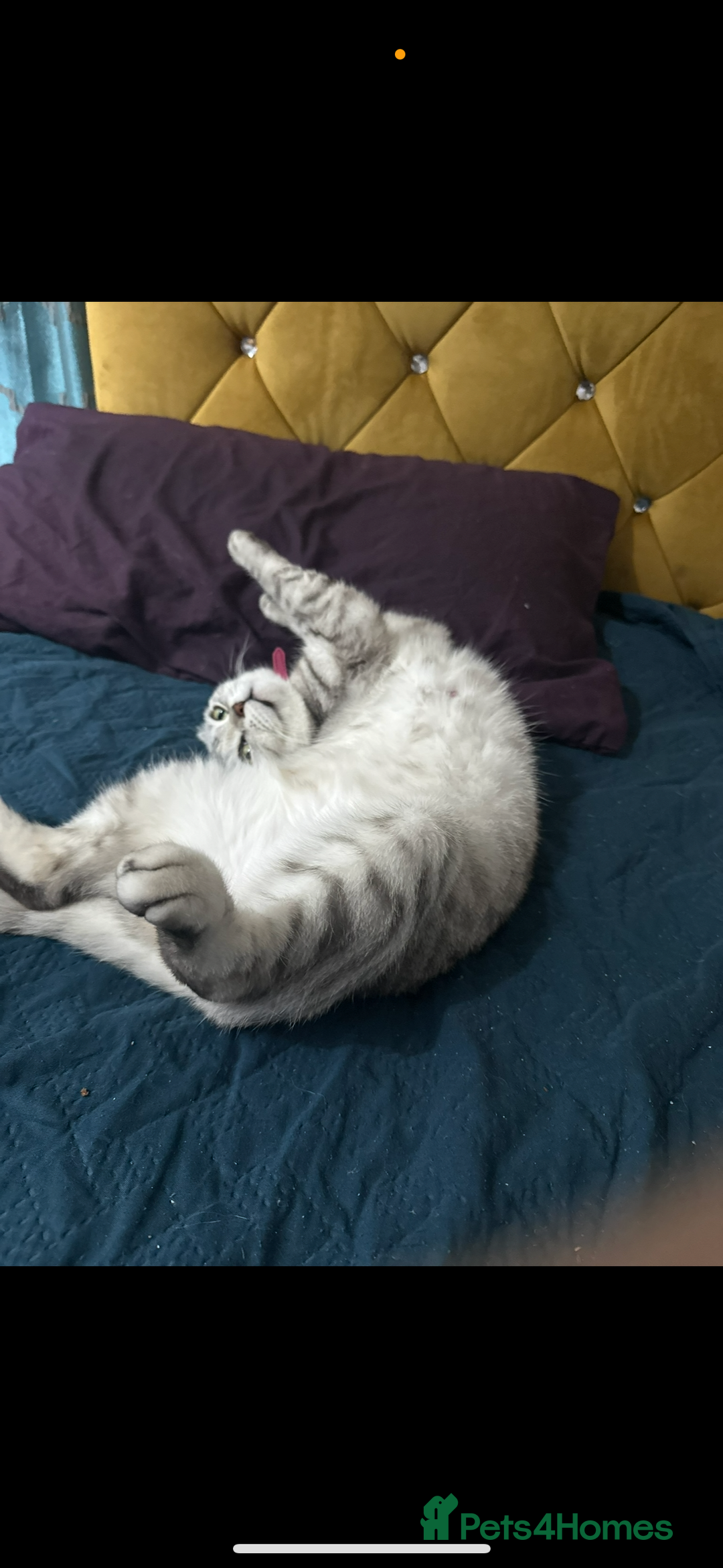 Scottish Fold cats for sale: Scottish fold beautiful kittens - Image 5