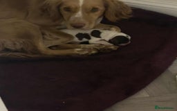 Cocker Spaniel dogs for sale: Cocker spaniel pup - Image 3