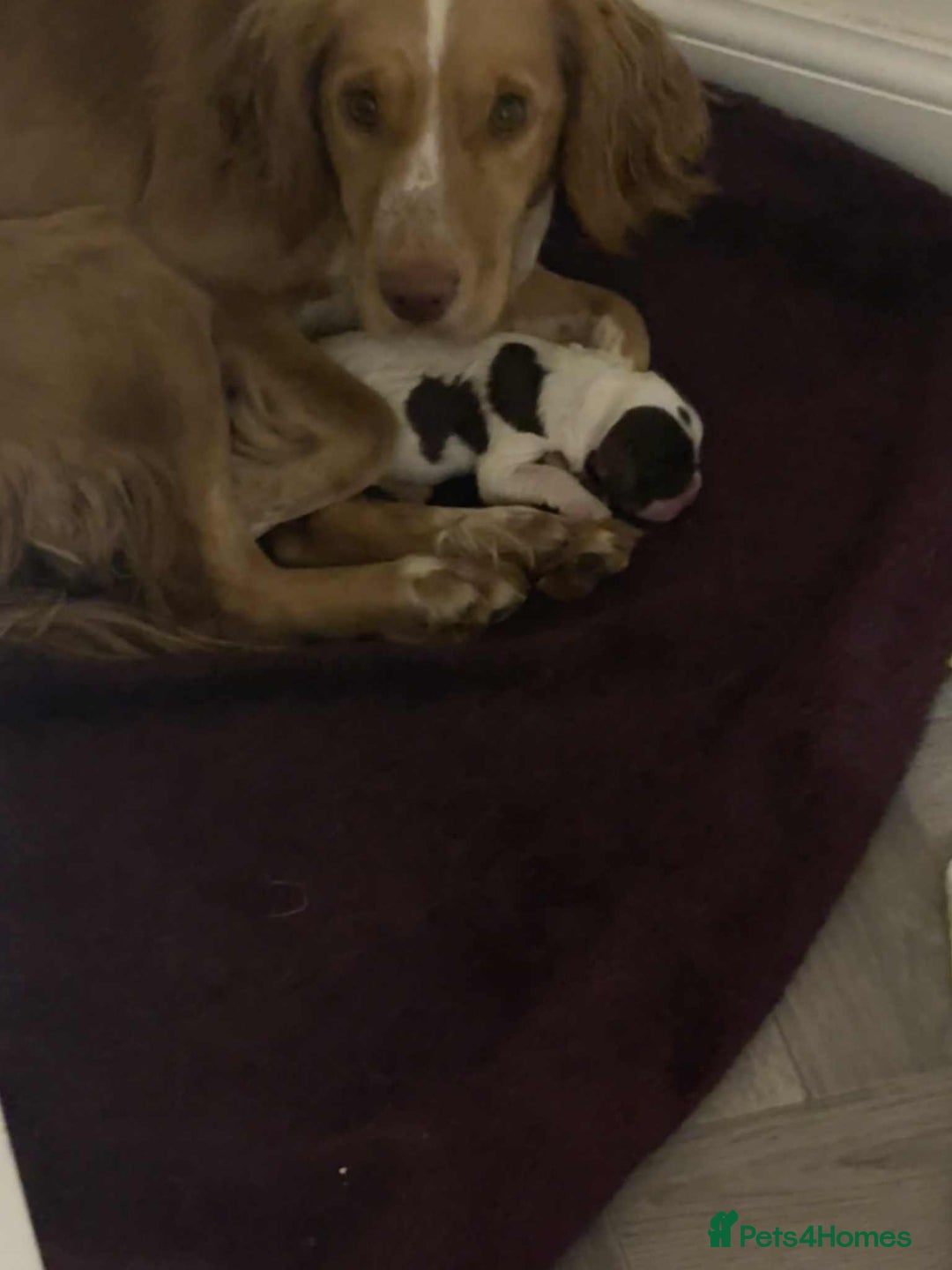 Cocker Spaniel dogs for sale: Cocker spaniel pup - Image 3