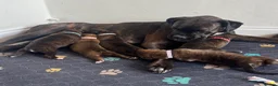 Boxer dogs for sale: KC Registered Boxer Puppies – Ready to Reserve - Advert 36
