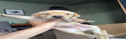 Labrador Retriever dogs for sale: KC Reg Fox Red / Blonde  Lab Puppies – Home Reared - Advert 39